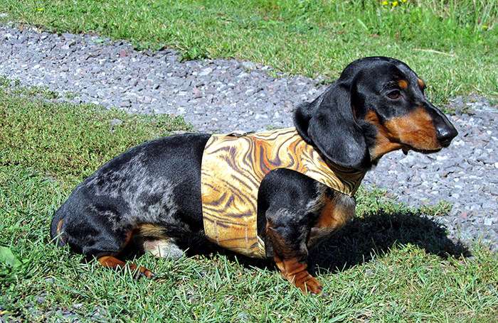 Гладкошерстная такса в шлейке, фото фотография собаки