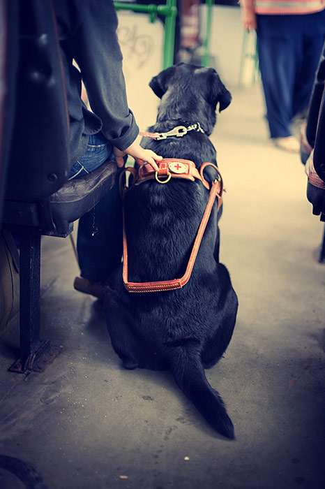 Собака-поводырь ведет слепого хозяина, фото фотография