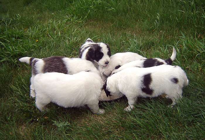 Щенки южнорусской овчарки, фото фотография собаки
