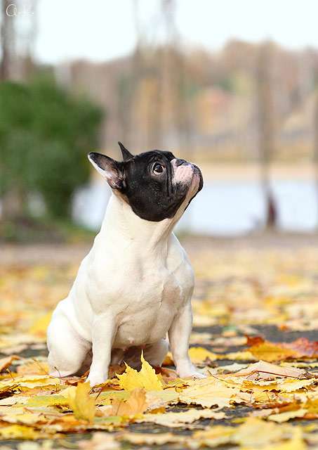 Французский бульдог, фото фотография собаки