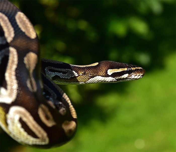 Королевский питон (Python regius), фото змеи, фотография рептилии pixabay