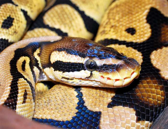 Королевский питон (Python regius), фото змеи, фотография рептилии pixabay