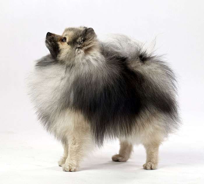 Померанский (карликовый немецкий) шпиц, фото породы собак собаки фотография картинка