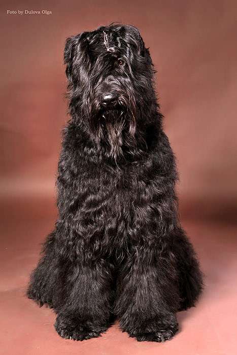 Русский черный терьер, фото фотография собаки