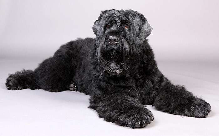 Русский черный терьер, фото фотография собаки