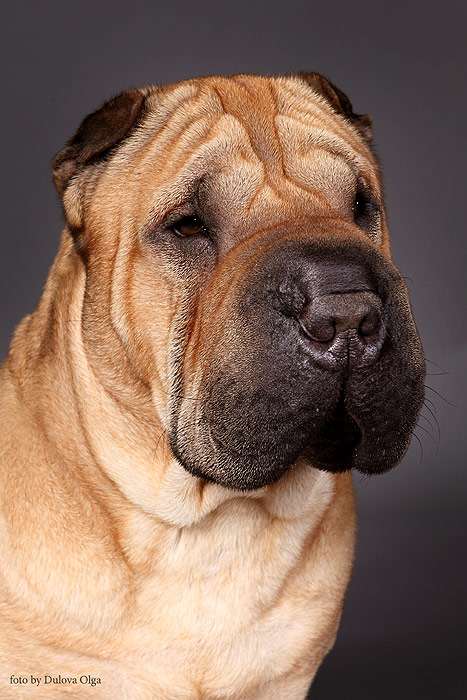 Шар-пей, фото породы собак фотография