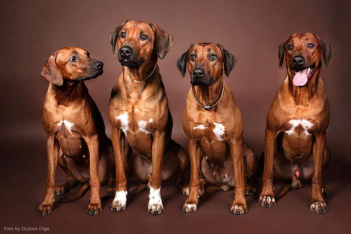 Родезийские риджбеки, фото фотография породы собак