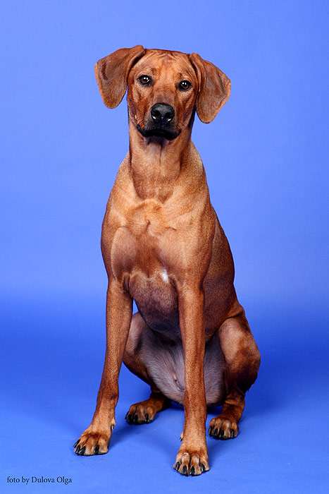 Родезийский риджбек, фото фотография собаки