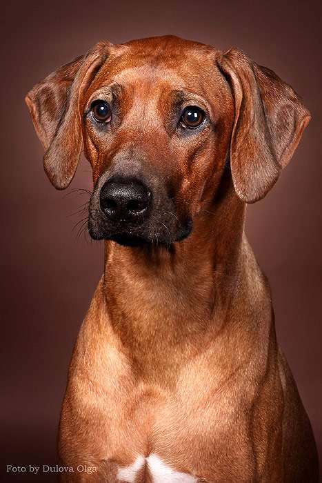 Родезийский риджбек, фото фотография породы собак