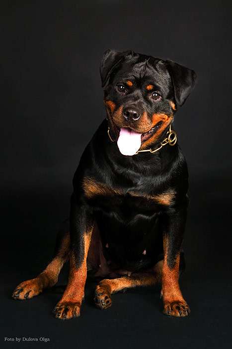 Ротвейлер, фото фотография породы собак