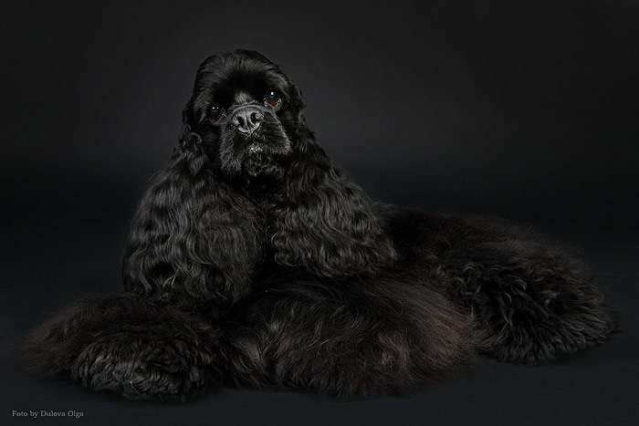 Английский кокер-спаниель, фото фотография породы собак