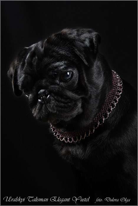 Черный мопс, фото фотография породы собаки