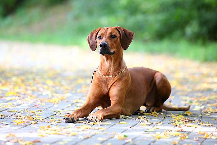 Родезийский риджбек, фото фотография породы собаки