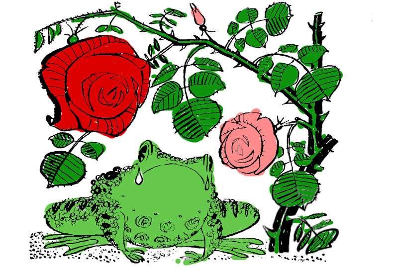 Розовый куст спасает Серую Звездочку от глупого мальчишки, рисунок иллюстрация