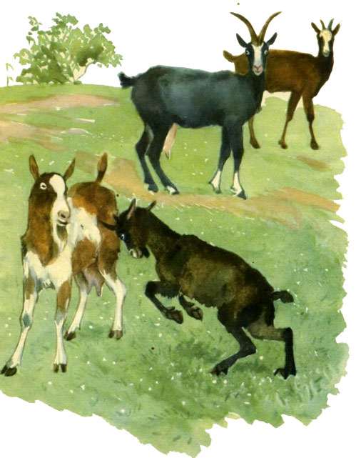 Козы на полянке, рисунок иллюстрация