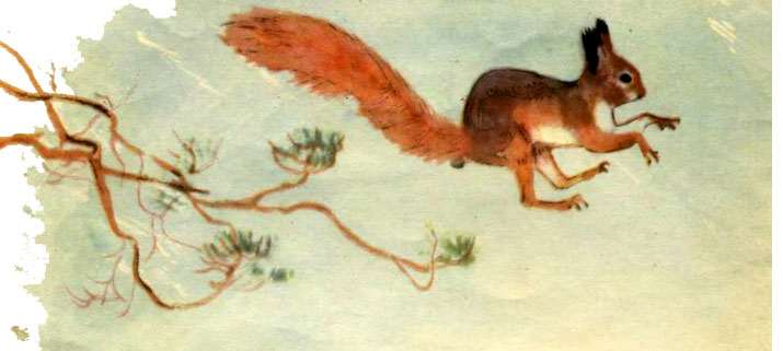Белка прыгает по веткам, рисунок иллюстрация