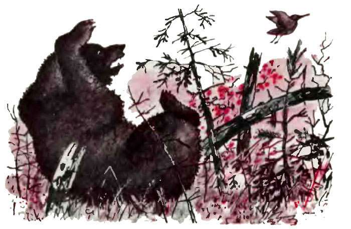Медведя напугал вальдшнеп, рисунок иллюстрация