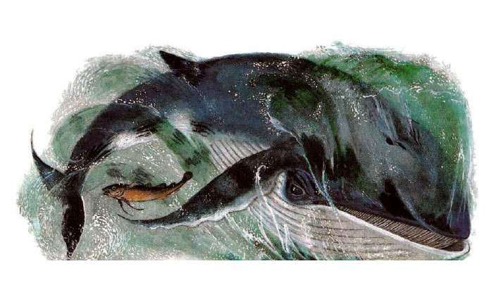 Навага и кит спорят, рисунок иллюстрация