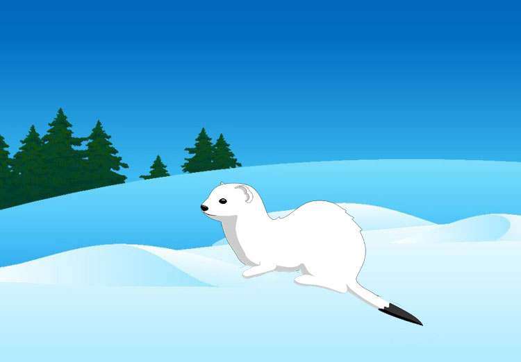 Белый горностай на снегу, рисунок иллюстрация
