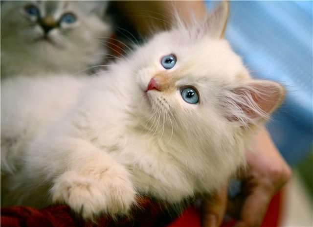 Котенок сибирской кошки, фото фотография