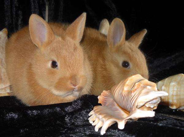 Карликовые кролики, фото фотография
