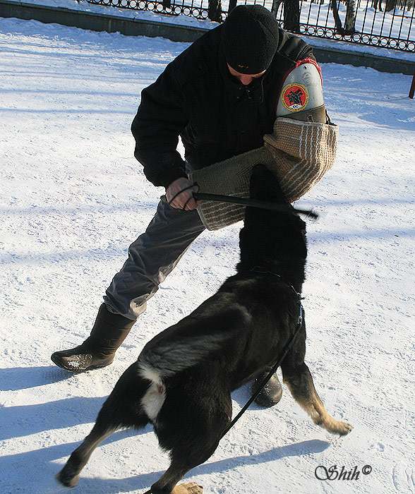 Восточно-европейская овчарка схватила фигуранта за рукав, фото фотография собаки