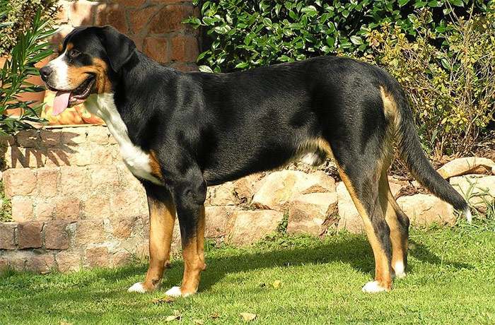 Большой швейцарский зенненхунд, или гроссер, фото фотография крупные собаки
