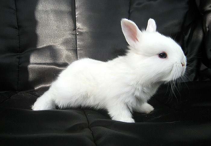Карликовый кролик, фото фотография