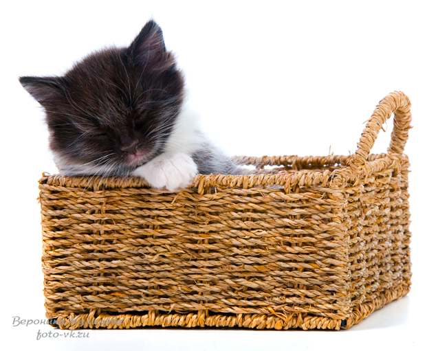 Спящий в корзинке котенок, фото фотография кошки