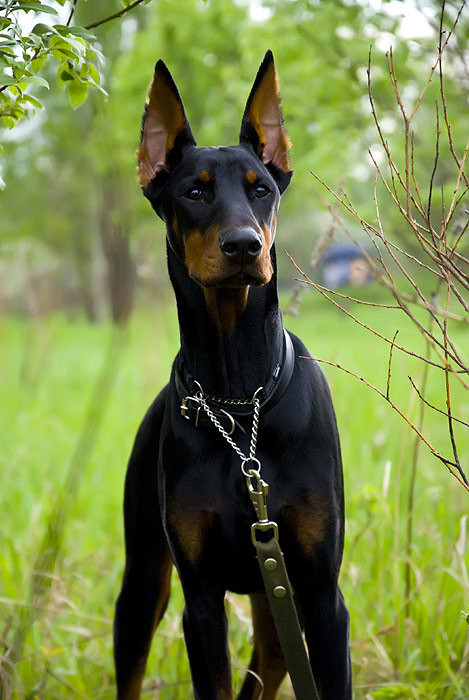 Доберман, фото породы собак изображение