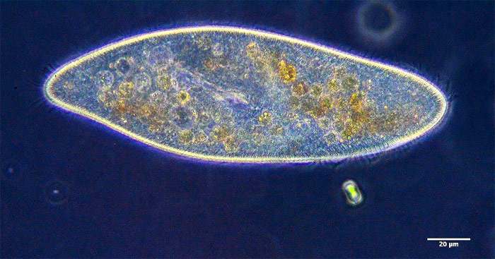 Инфузория-туфелька (Paramecium caudatum), фото фотография