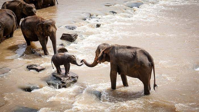 Семья индийских слонов, фото фотография