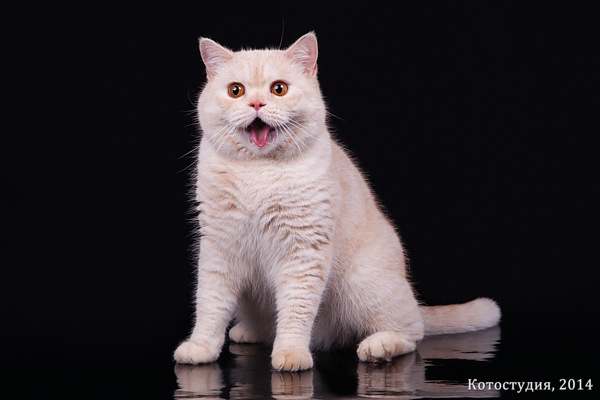 Британский короткошерстный кот, фото фотография кошки