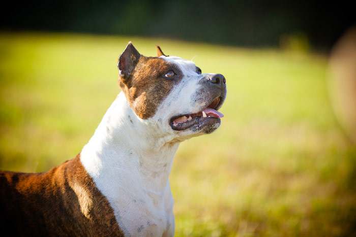 Американский стаффордширский терьер, стаффорд, фото породы собак фотография
