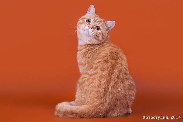 Британская короткошерстная кошка, фото породы кошек фотография картинка