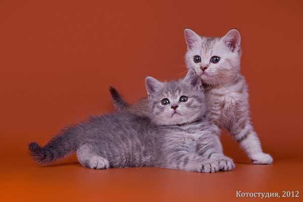 Британские короткошерстные котята, фото породы кошек фотография картинка
