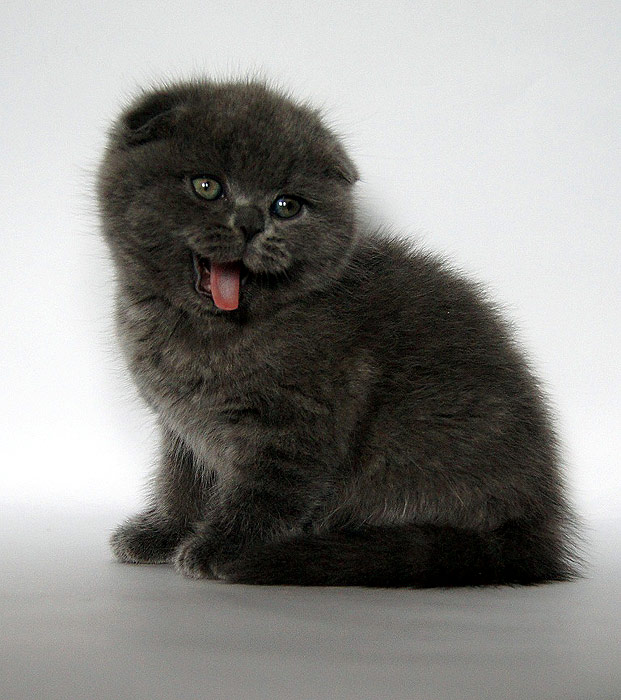 Котенок скоттиш-фолда, фото фотография кошки