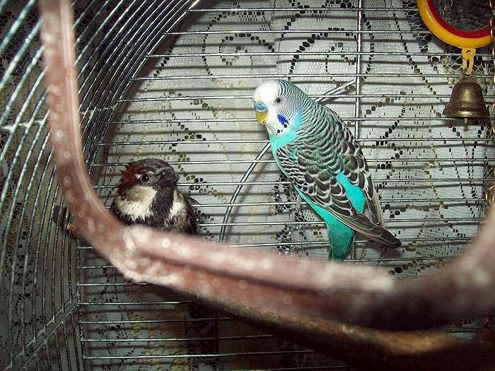 Волнистый попугайчик и воробей в клетке, фото птицы фотография картинка