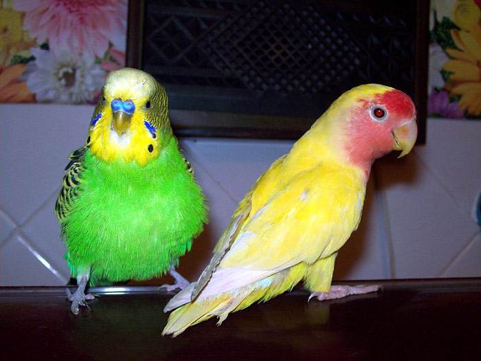 Волнистый попугайчик и неразлучник, фото птицы фотография картинка