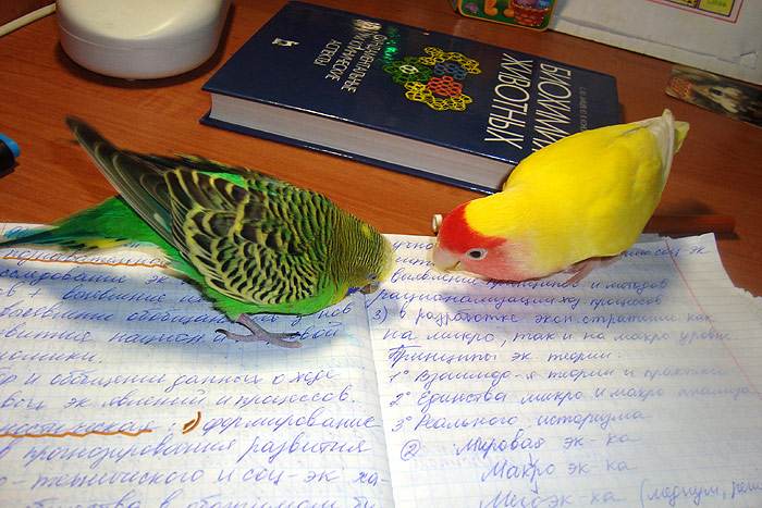 Волнистый попугайчик и неразлучник, фото птицы фотография картинка