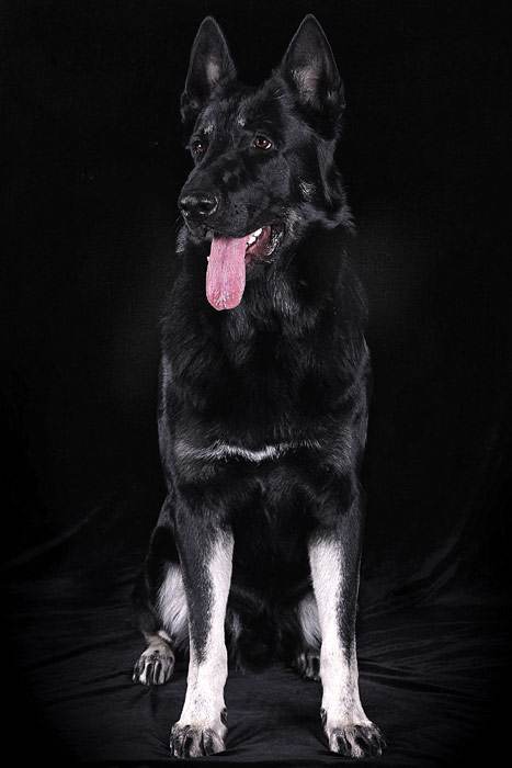 Черная восточно-европейская овчарка, фото фотография собаки
