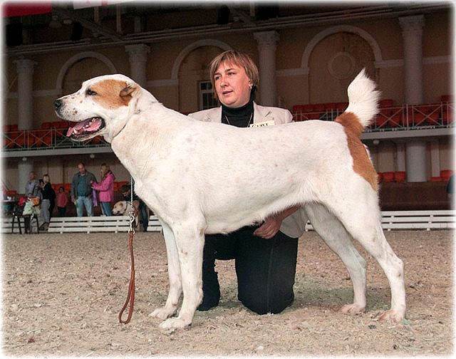Среднеазиатская овчарка, алабай, фото фотография собаки