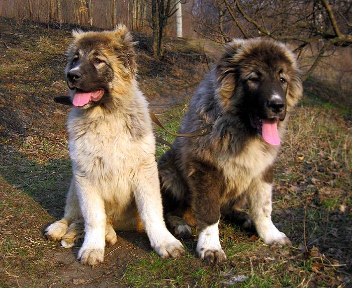 Кавказские овчарки, фото фотография собаки