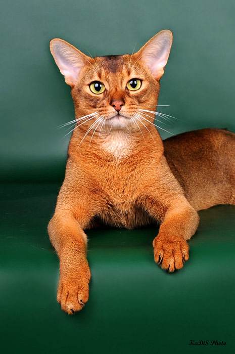 Абиссинский кот, абиссинский котенок, фото породы кошек фотография