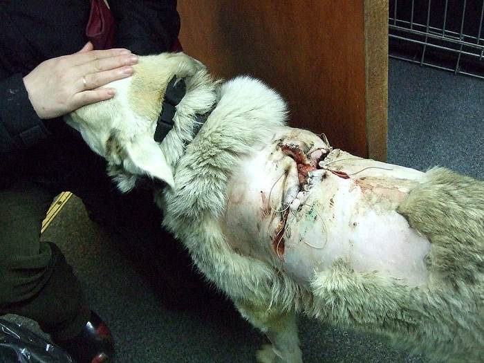 Собака после хирургического вмешательства, раны у собак, фото фотография