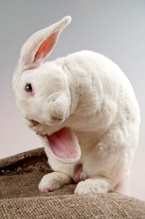 Белый кролик, фото содержание кроликов уход фотография