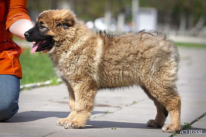Щенок кавказской овчарки, фото собаки фотография породы собак