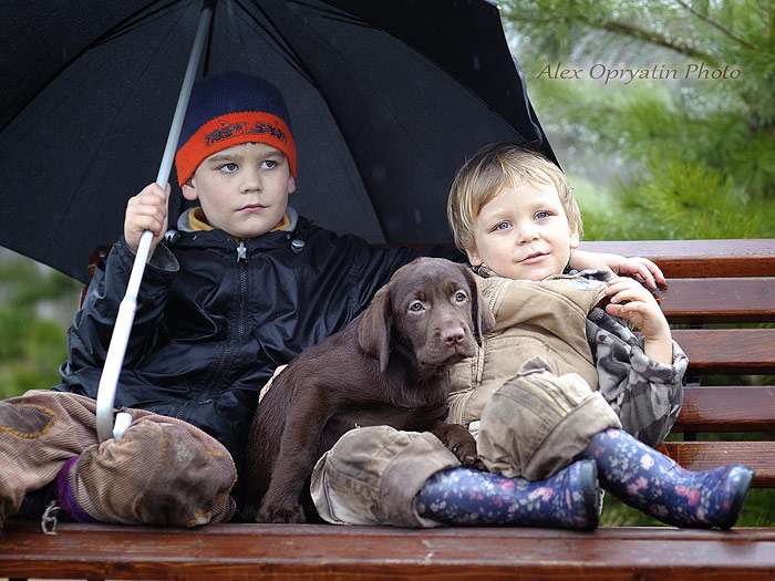 Щенок лабрадора и дети, фото вредные привычки у собак фотография