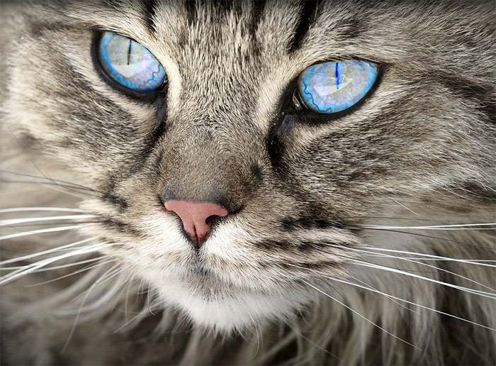 Голубые глаза у кошки, фото фотография  pixabay