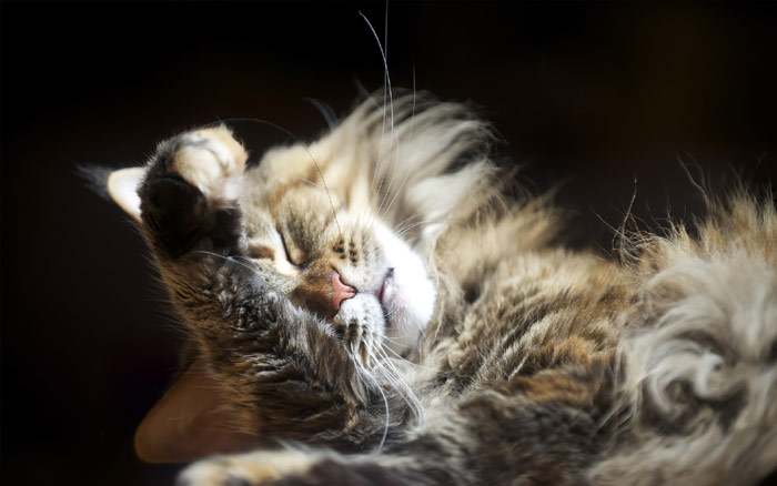 Спящая пушистая кошка, фото фотография кошки